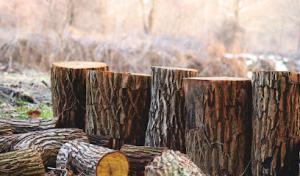 Joe's Tree Service & Landscaping