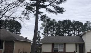 JLM Tree Servicing & Roofing