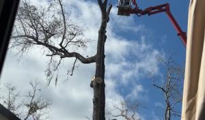 American Tree Solutions