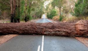 Hicksville Tree Service