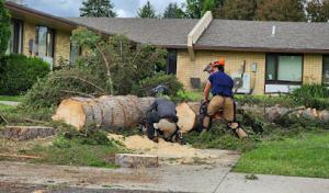 For-Evergreen Ground Maintenance & Tree Services