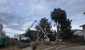 Supreme Tree Service