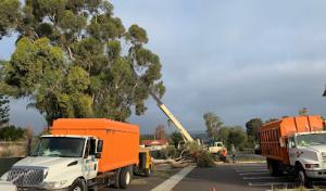 Freddy's Tree Service