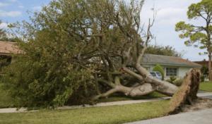 San Marcos Arbor Care