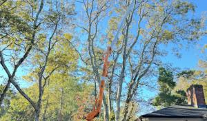 MIGUEL’S TREE SERVICES & LANDSCAPING