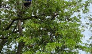 Dutton Tree Service
