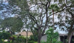 Real Tree Team Palm Beach