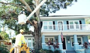 Arbor Wise Tree Services