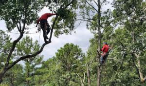 Luis' Tree Service