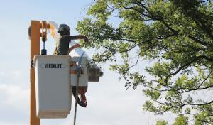 Arborlogical - SavATree