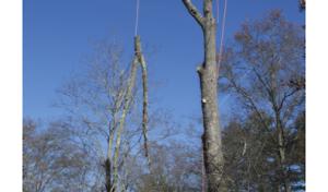 Bamberg Tree Service