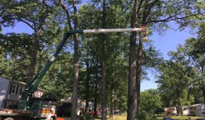 Vanderbilt Tree Service