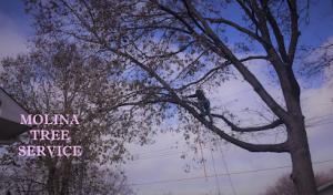 Molina Tree Service