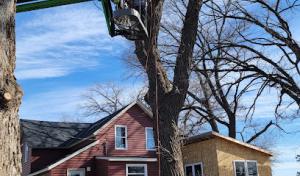 American Family Tree Service