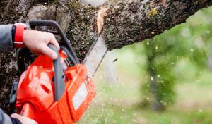 Ledford Tree Service