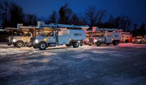 Williams Tree Company