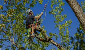M.C. Professional Tree Service