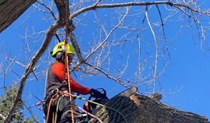 Trapp Tree Service