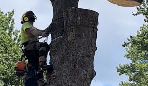 Kucharski Tree Care Professionals