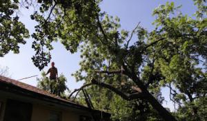 David Williams (ISA Certified Arborist)