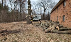 F&K's tree service & stump removal