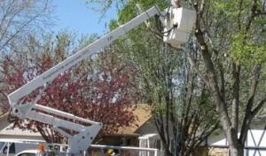 English Tree Service