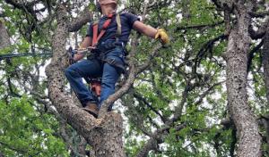 Cooper's Tree Services
