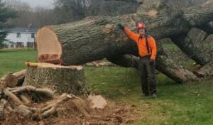 Burtle's Backhand Dragon (BBD Tree Care)