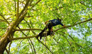 New Leaf Tree Service