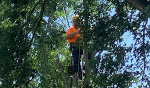 Hollister Tree Service