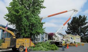 Coastal Tree Services
