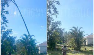 Anthony Stone Landscaping, Tree Trimming, & Removal