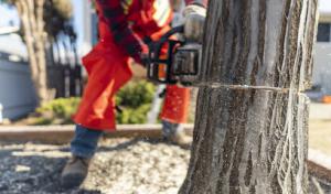 Tree Service Winter Springs