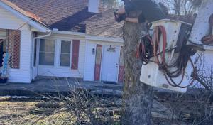 Damien’s Tree Service