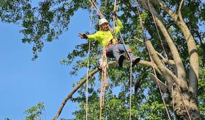 TrueCare Tree Services