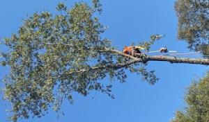 Jose's Tree Service
