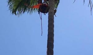 NorCal Affordable Tree service