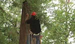 Merlin Arborist Group