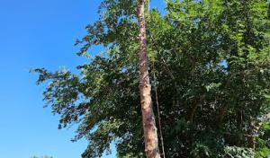 Master Arbor Tree Service