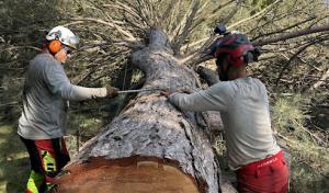 Dungrove Tree Service