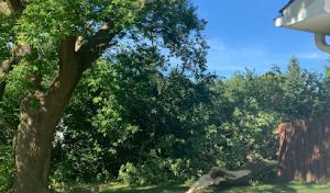 Philip's Tree & Stump Removal