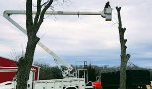 Chase's Tree Solutions