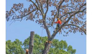 Earnest Tree Service