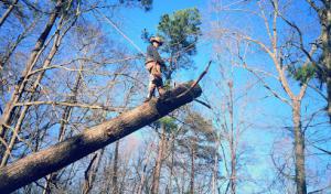 Cary Tree Removal