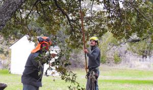 J Davis Tree Care Solutions