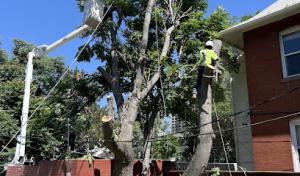 Ismael's Tree Service