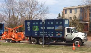 Arnoldo's Tree Service