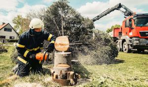 Jersey City Tree Services