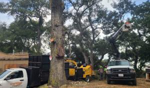 CalWest Tree Service