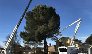 A & T Arborists is now 4G Tree